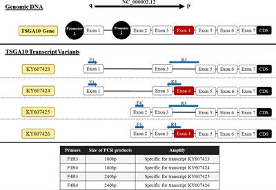 Identification of TSGA10 and GGNBP2 splicing variants in 5′ untranslated region with distinct expression profiles in brain tumor samples